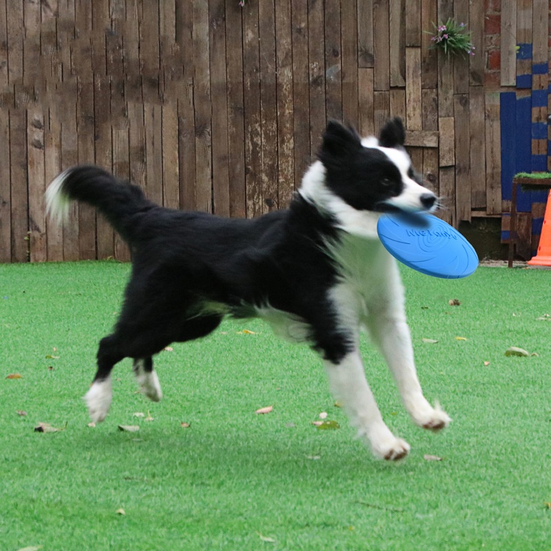 Dischi volanti resistenti ai m - Flying Disc Dog Training Toy recensione e prezzo