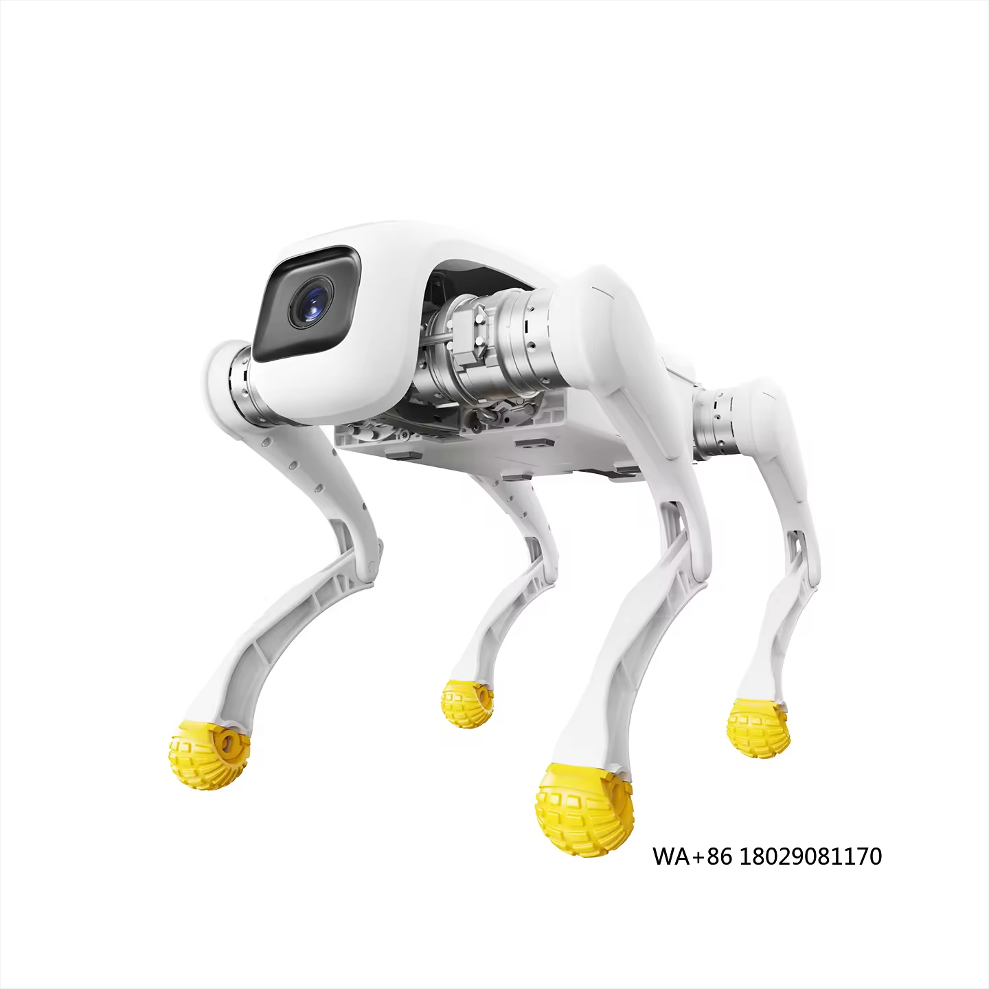Robot per cani di design Gioca - Dog Toys recensione e prezzo