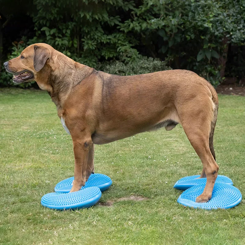 Ausili per l'allenamento dei c - Flying Disc Dog Training Toy recensione e prezzo